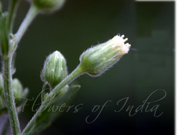 Tall Fleabane